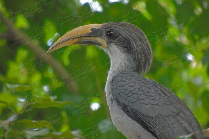 Bird Watching Tours in Sinharaja Rain Forest - Why Sinharaja works so well for bird watching