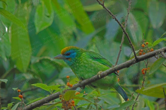 Bird Watching Tours in Sinharaja Rain Forest - Taking time for photographs and video