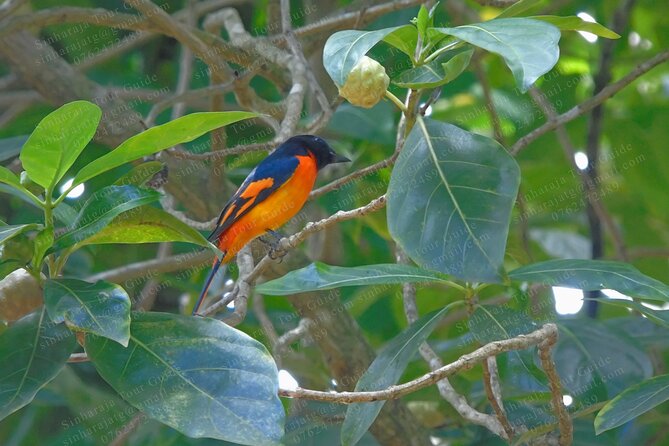 Bird Watching Tours in Sinharaja Rain Forest - What is included in the $140 price