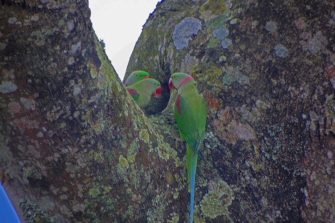 Bird Watching Tours in Sinharaja Rain Forest - The balance of birds, plants, and animals