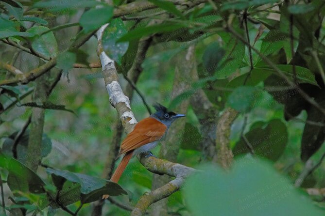 Bird Watching Tours in Sinharaja Rain Forest - Weather, timing, and the real pace of the day