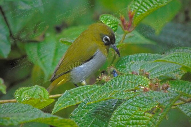 Bird Watching Tours in Sinharaja Rain Forest - Who will enjoy this private forest day