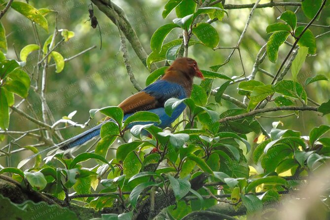 Bird Watching Tours in Sinharaja Rain Forest - The 5:30 a.m. start from Deniyaya