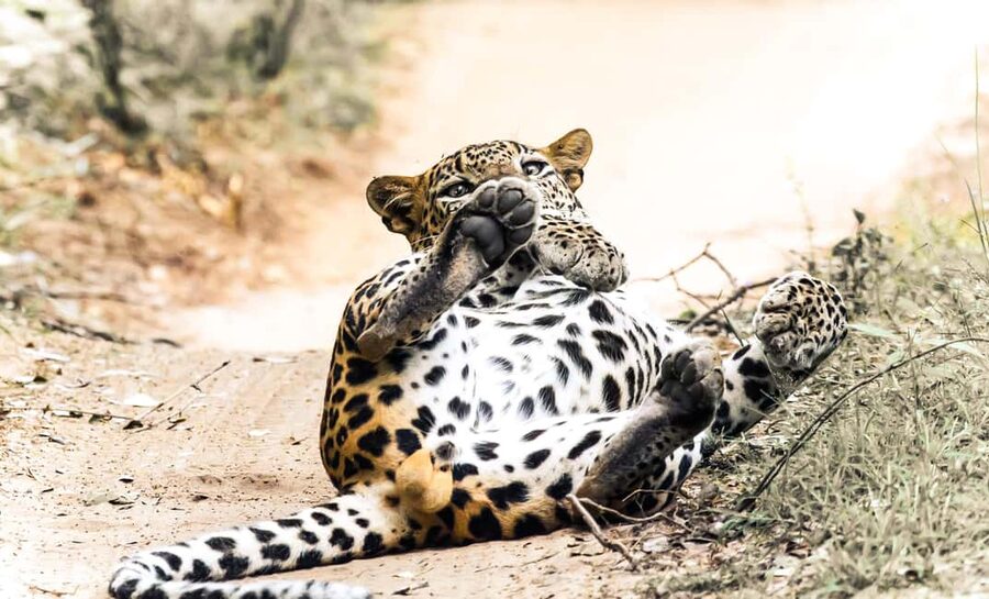 Budget Yala Safari with Accomadation & Meals Included - Wildlife expectations in Yala