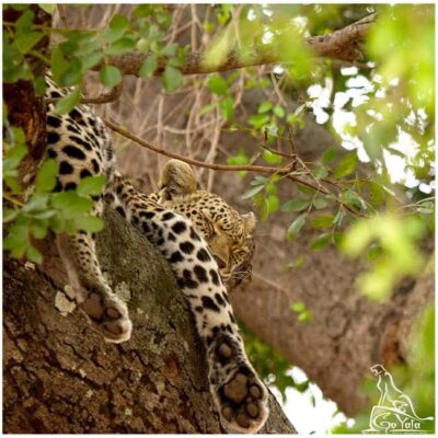 Budget Yala Safari with Accomadation & Meals Included