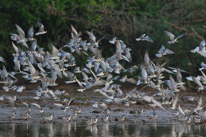 Bundala Birding Paradise - All Inclusive Tour - Key points at a glance