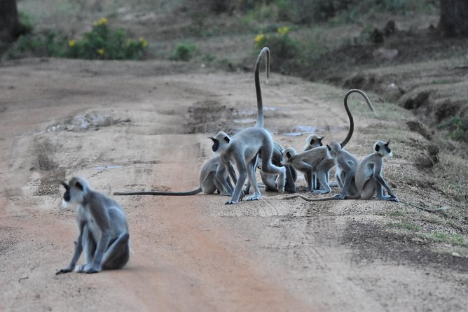 Bundala Birding Paradise - All Inclusive Tour - The four-hour Jeep ride and window-seat setup