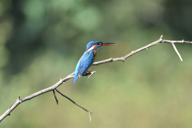 Bundala Birding Paradise - All Inclusive Tour - What happens at the safari meeting and pickup