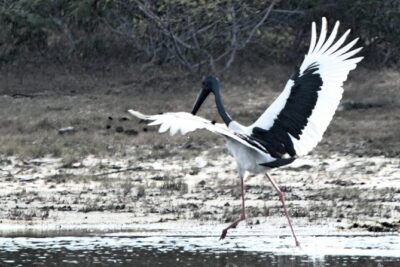 Bundala Birding Paradise – All Inclusive Tour