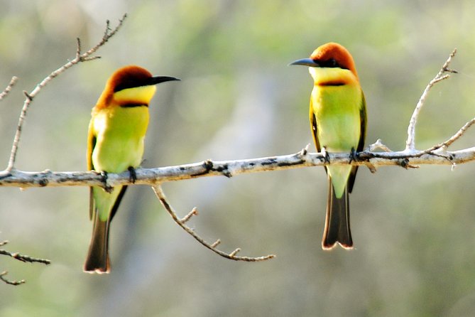 Bundala Birding Paradise - All Inclusive Tour - The park drive: bird habitats first, wildlife second