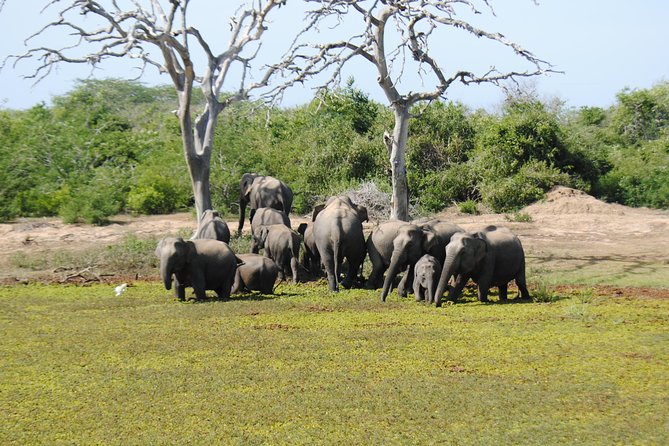 Bundala Birding Paradise - All Inclusive Tour - Is $125 a fair price?