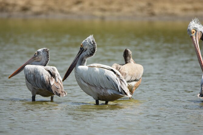 Bundala Birding Paradise - All Inclusive Tour - Who will enjoy this Bundala safari most?