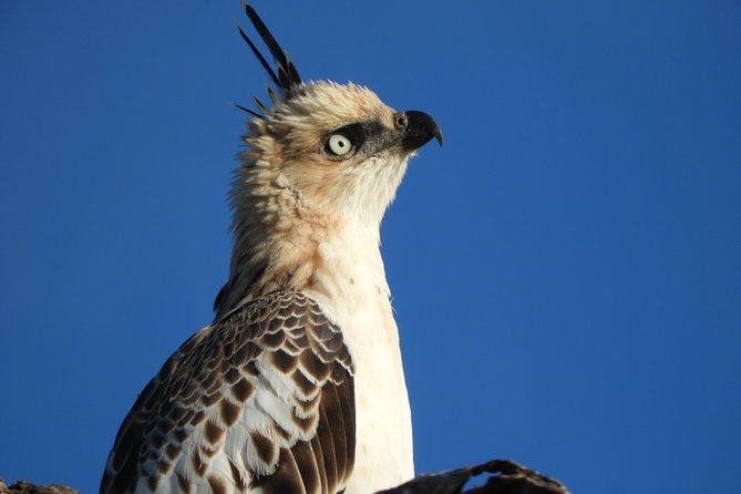 Bundala National Park Birds Watching Safari Tour - Key points to know before booking