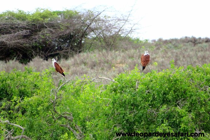 Bundala National Park Birds Watching Safari Tour - Beyond birds: elephants, crocodiles, and smaller animals