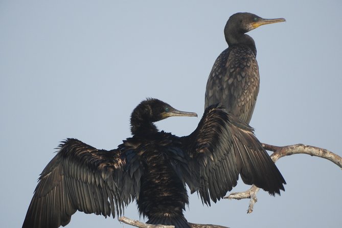 Bundala National Park Birds Watching Safari Tour - Why a private jeep changes the experience