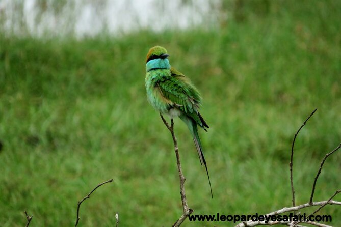 Bundala National Park Birds Watching Safari Tour - Is $34 good value?