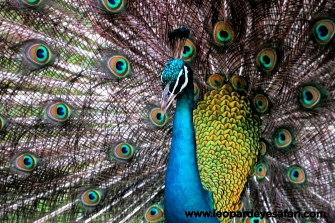 Bundala National Park Birds Watching Safari Tour - A good fit for birders, families, and repeat safari visitors