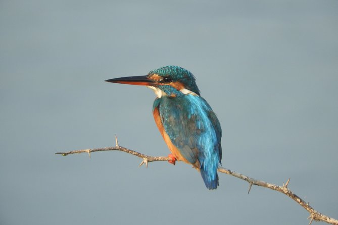 Bundala National Park Birds Watching Safari Tour - What the four-hour outing actually involves