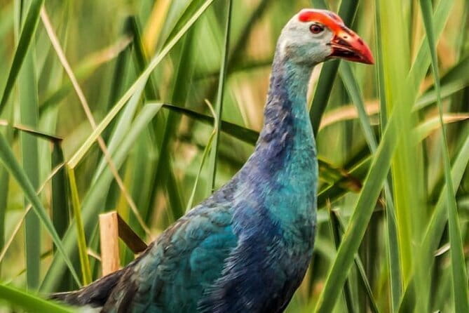 Bundala National Park by Ajith Safari - Inside the park: the first two-hour game drive