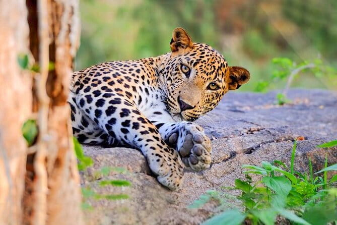 Bundala National Park by Ajith Safari - A 20 to 30-minute break by the Indian Ocean