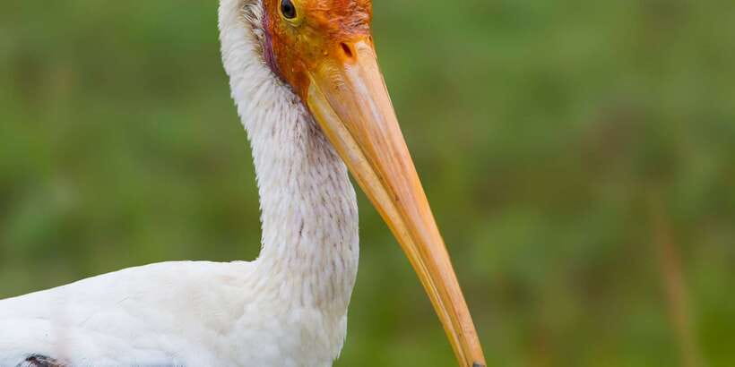 Bundala National Park Safari - Birding Paradise Tour - Key points to know before booking