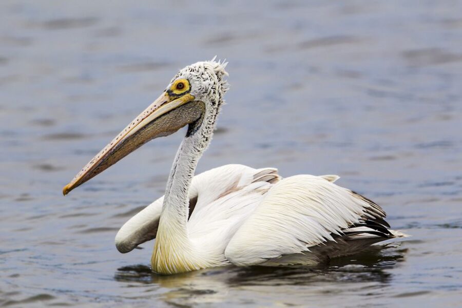 Bundala National Park Safari - Birding Paradise Tour - Migratory birds and the brackish lagoon