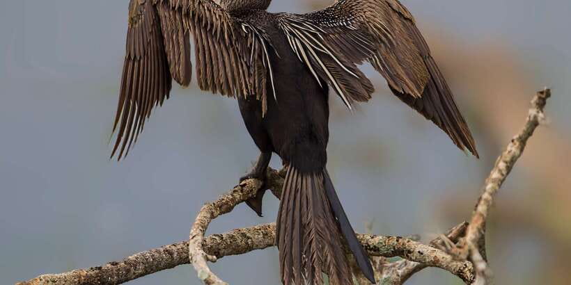 Bundala National Park Safari - Birding Paradise Tour - Golden-hour timing for photos