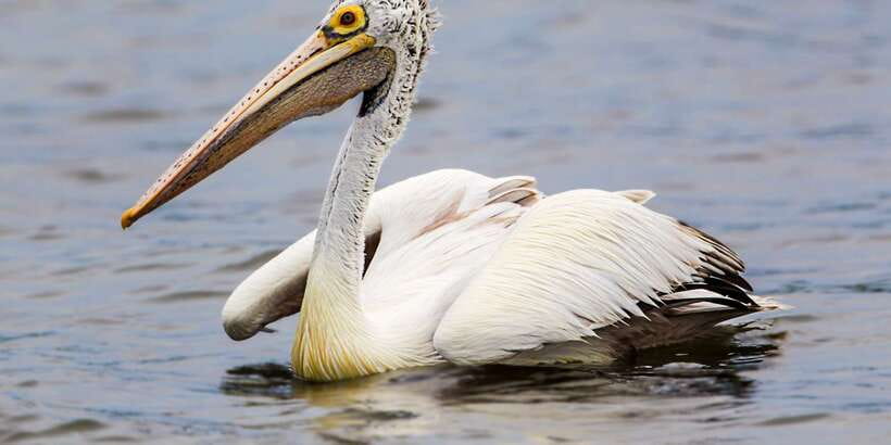 Bundala National Park Safari - Birding Paradise Tour - What the $43 price really covers