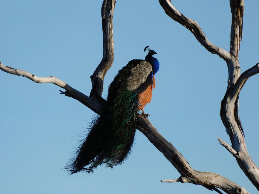 Bundala National Park Safari (PRIVATE TOURS) - Booking details worth knowing