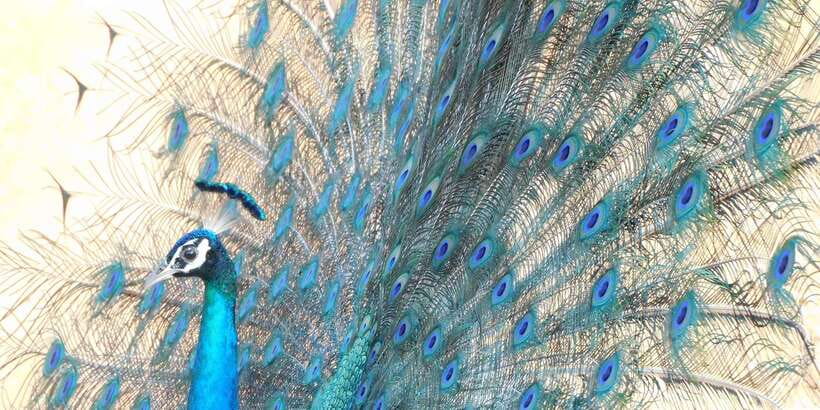 Bundala National Park Safari (PRIVATE TOURS) - Birds are the reason to choose Bundala