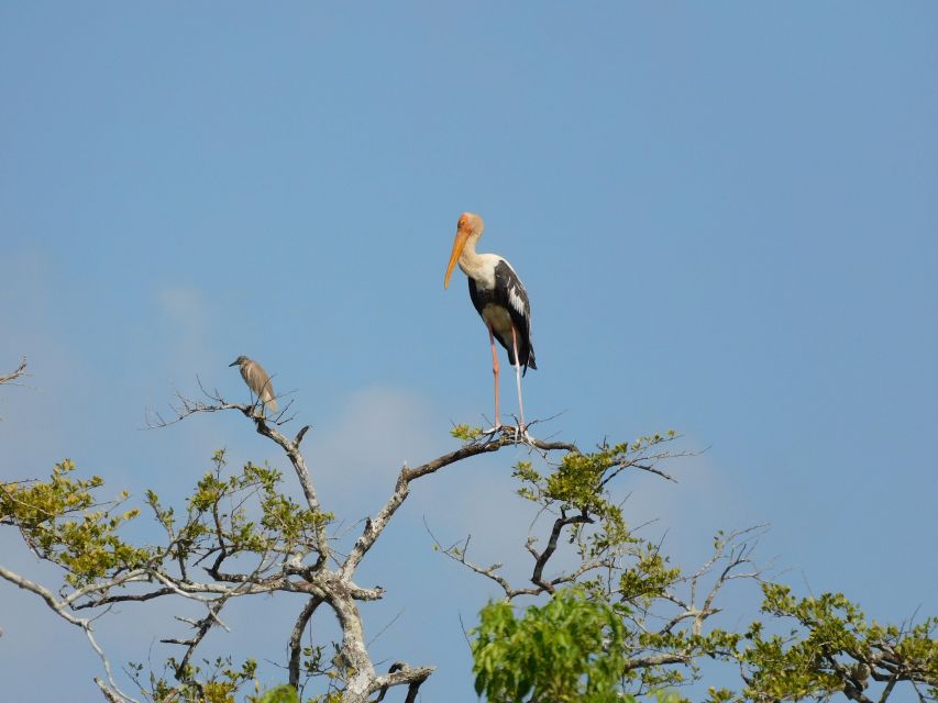 Bundala National Park Safari (PRIVATE TOURS) - Elephants, crocodiles, and smaller surprises