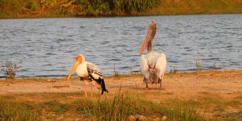 Bundala National Park Safari (PRIVATE TOURS) - The coast, beaches, and the seasonal turtle story