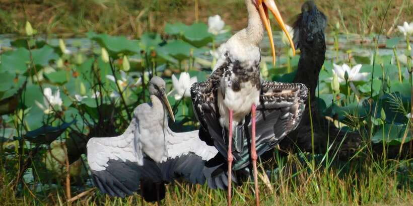 Bundala National Park Safari (PRIVATE TOURS) - What is included for $36