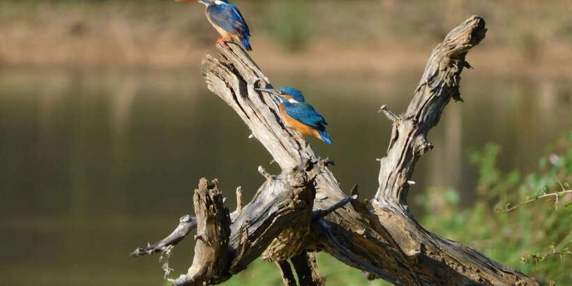 Bundala National Park Safari (PRIVATE TOURS) - Who will enjoy this safari most