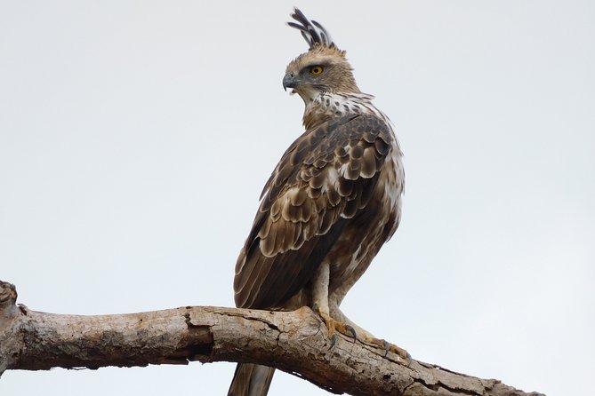 Bundala National Park Safari (PRIVATE TOURS)- Morning & Afternoon - Key points to know before booking