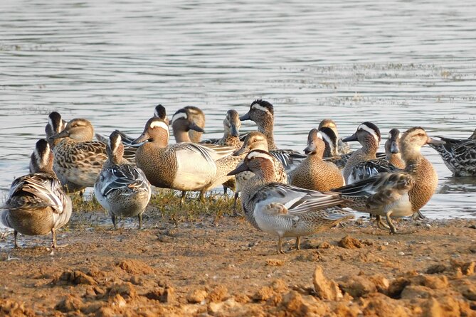 Bundala National Park Safari (PRIVATE TOURS)- Morning & Afternoon - What your time inside Bundala may look like