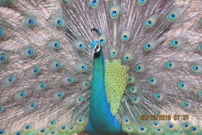 Bundala National Park Safari (PRIVATE TOURS)- Morning & Afternoon