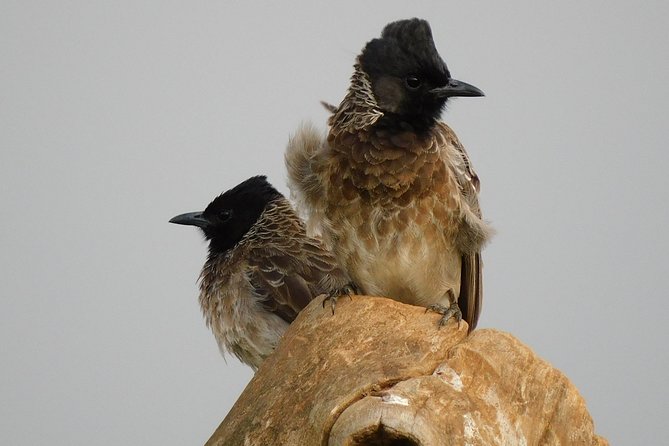 Bundala National Park Safari (PRIVATE TOURS)- Morning & Afternoon - Birding is the main event