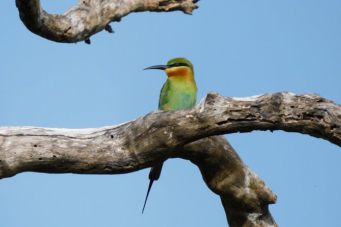 Bundala National Park Safari (PRIVATE TOURS)- Morning & Afternoon - Wildlife beyond the birds