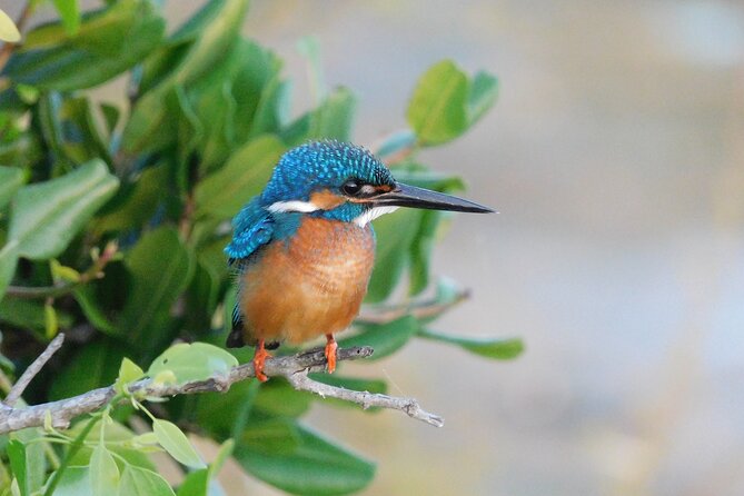 Bundala National Park Safari (PRIVATE TOURS)- Morning & Afternoon - The guide and driver can shape the day