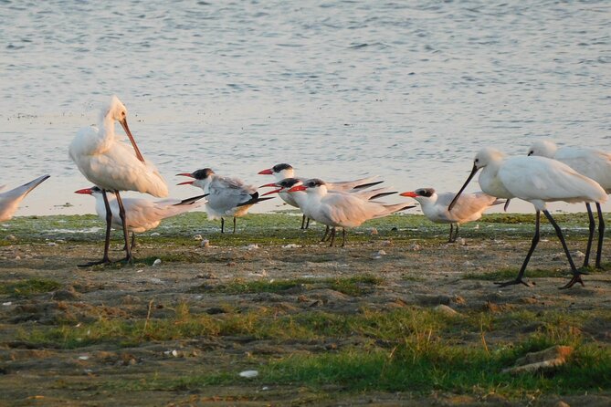 Bundala National Park Safari (PRIVATE TOURS)- Morning & Afternoon - Is $65 per person a fair price?