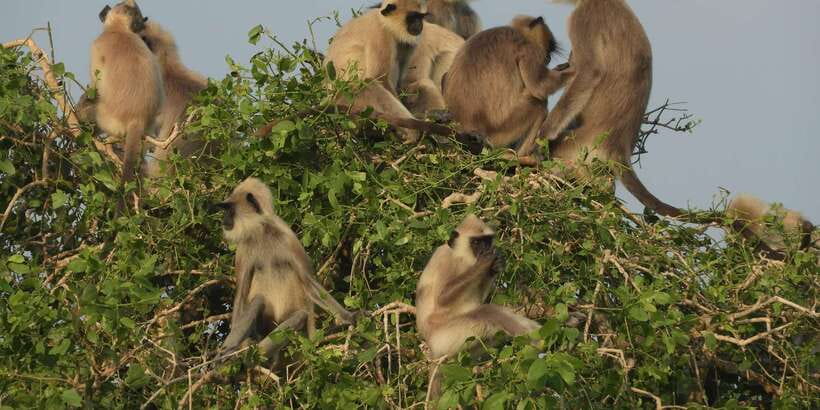 Bundala National Park Safari (PRIVATE TOURS) - What the five-hour safari actually involves