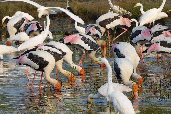 Bundala National Park : Safari Tour with Entrance tickets & Jeep - What the five-hour safari includes