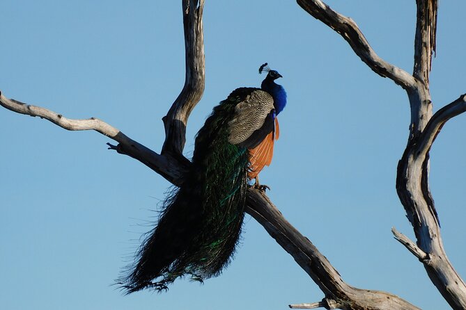 Bundala National Park : Safari Tour with Entrance tickets & Jeep - Birds are the main attraction