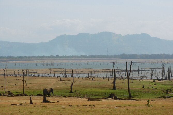 Bundala National Park : Safari Tour with Entrance tickets & Jeep - Elephants, crocodiles, and other wildlife