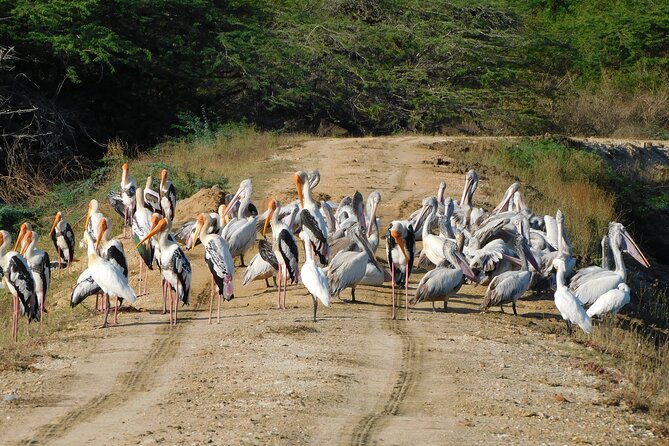 Bundala National Park : Safari Tour with Entrance tickets & Jeep - How the guide and driver affect the day