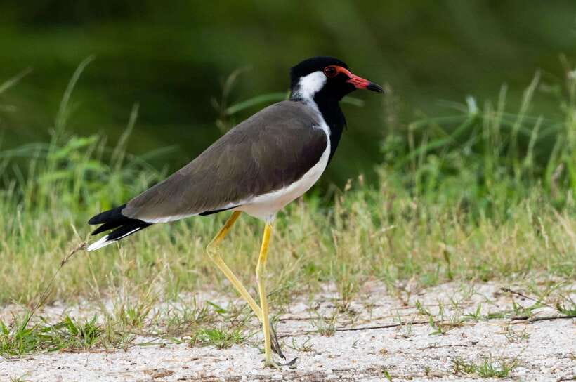 Colombo: Bird watching around Colombo-Guided Tour - 06 hours - Key points to know before booking