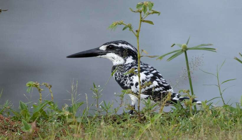 Colombo: Bird watching around Colombo-Guided Tour - 06 hours - First wildlife stop, about two and a half hours