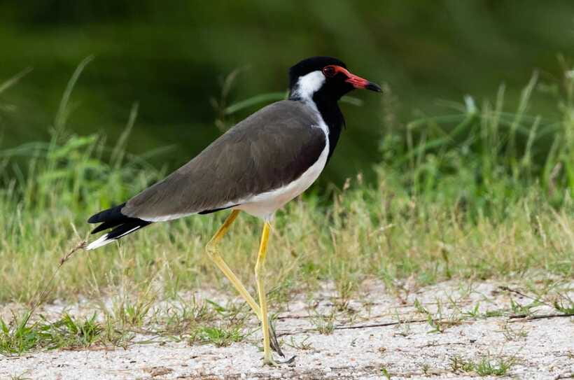 Colombo: Bird watching around Colombo-Guided Tour - 06 hours - Second wildlife stop, about one and a half hours