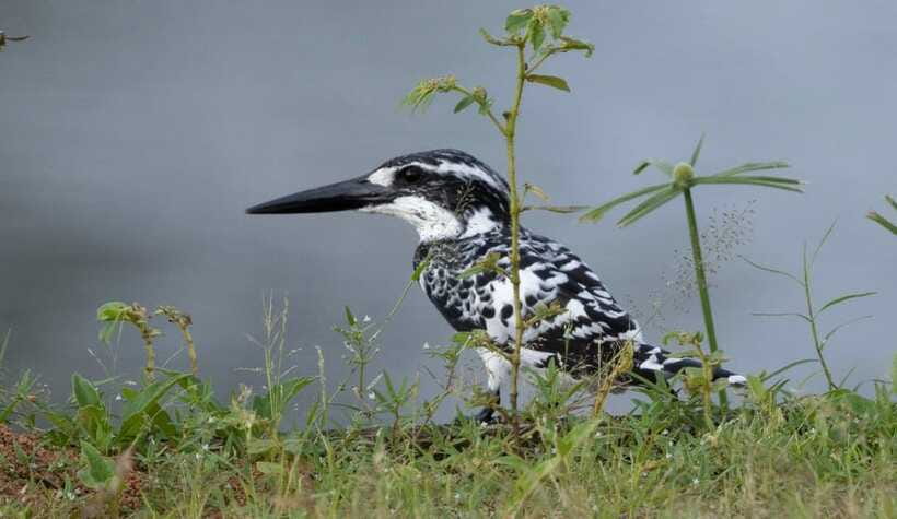 Colombo: Bird watching around Colombo-Guided Tour - 06 hours - Small comforts that make the morning easier